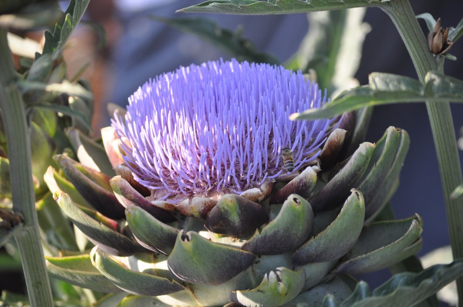 bee in artichoke flower, Los Angeles