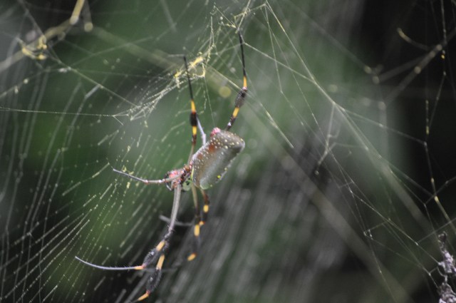 One of the small animals seen on our birdwalk in ARENAL