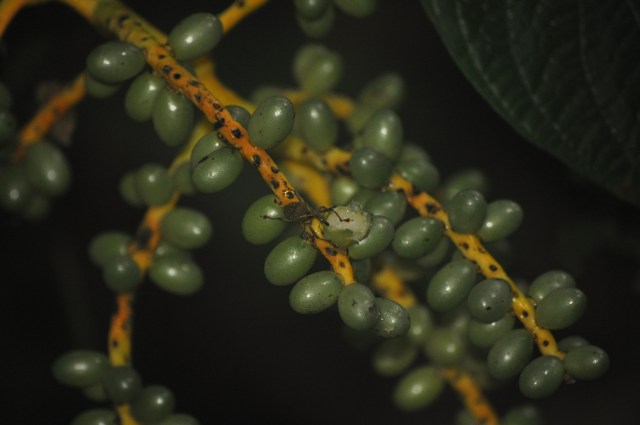 In Costa Rica it feels like life is just bursting, everywhere. DSC_0792