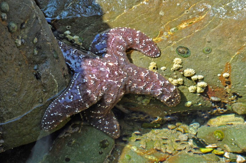 starfish
