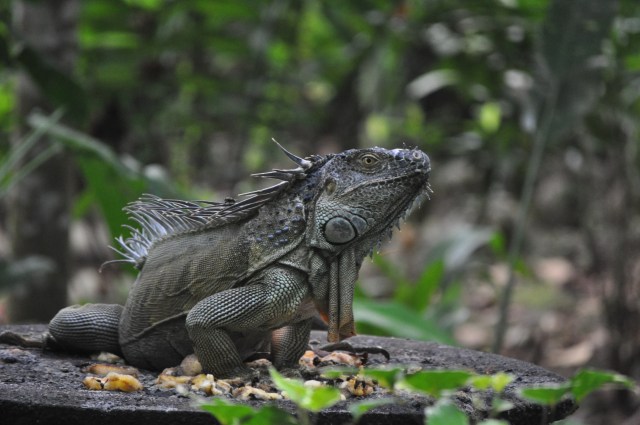 Iguana, SARAPIQUI rain forest