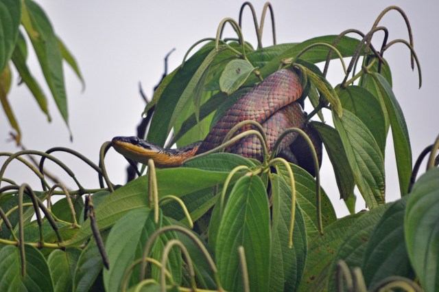 Bird-snake, ARENAL