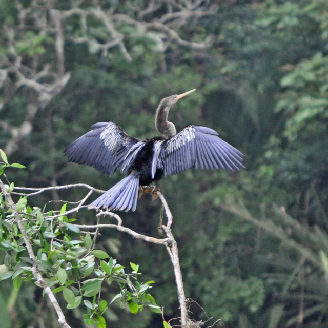 Anhinga