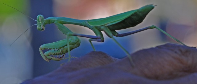DSC_2235_edited-1