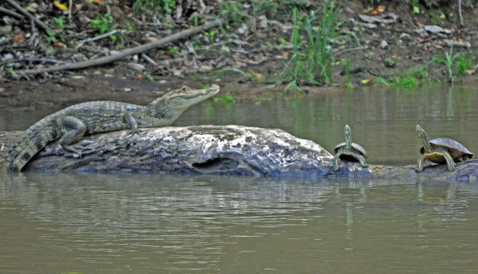 Caiman & turtles, CANO NEGRO wetlands