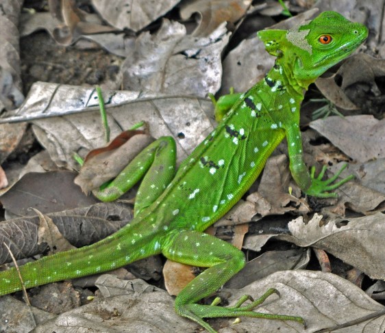 Basilisk lizard, CANO NEGRO wetlands