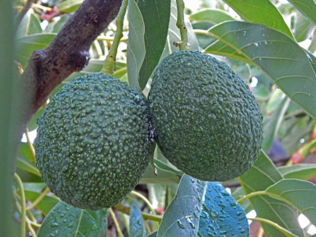 avocado are very promising