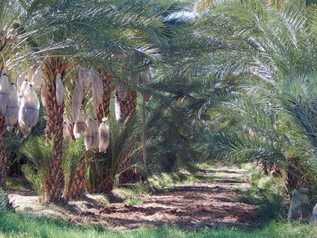 date palms