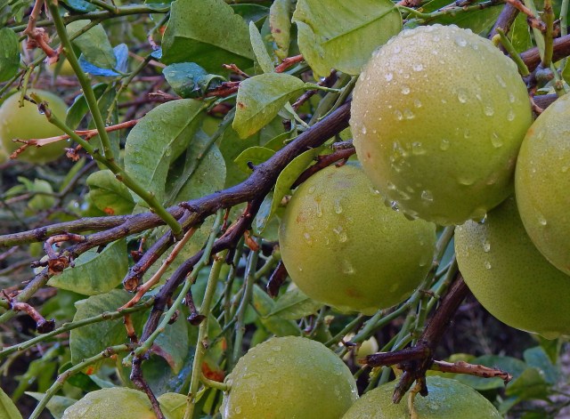 grapefruit are abundant