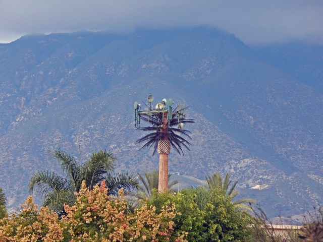 palm tree tower2