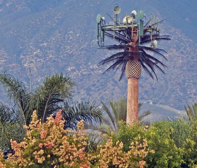 palm tree tower2_crop
