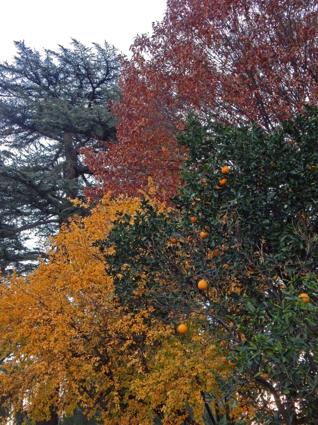 pomegranate orange elm