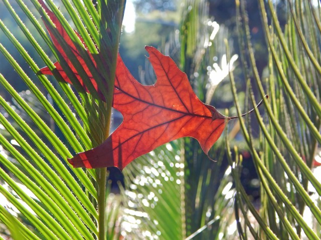 leaf